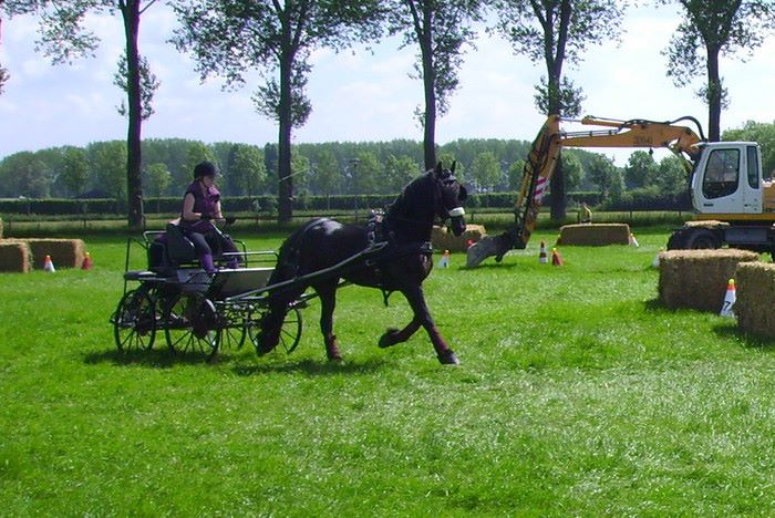 Lianne in actie met een van haar Friezen